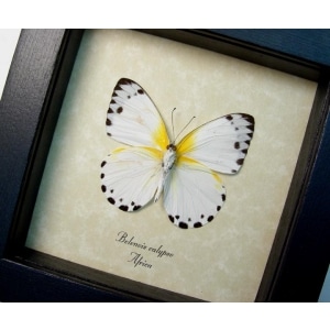 Belenois calypso Verso Calypso White Butterfly Framed Taxidermy Display