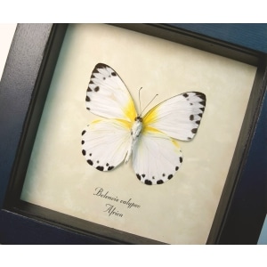 Calypso White African Butterfly Belenois calypso Verso Framed Taxidermy Display