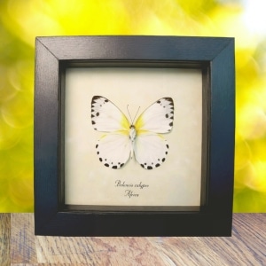 Calypso White African Butterfly Belenois calypso Verso Framed Taxidermy Display