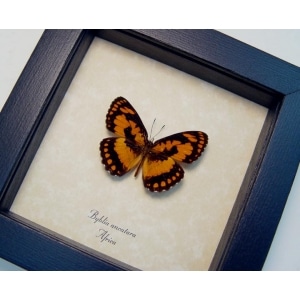 Byblia anvatara African Butterfly Common Joker Framed Taxidermy Display
