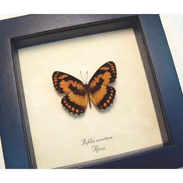 African Butterfly Common Joker Byblia anvatara Framed Taxidermy Display