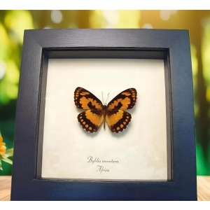 African Butterfly Common Joker Byblia anvatara Framed Taxidermy Display