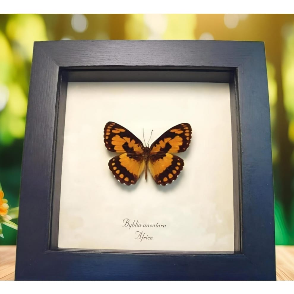 African Butterfly Common Joker Byblia anvatara Framed Taxidermy Display