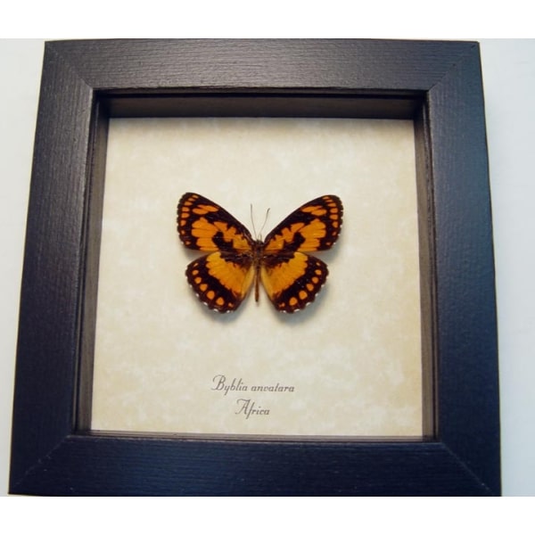 Byblia anvatara African Butterfly Common Joker Framed Taxidermy Display