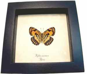 African Butterfly Common Joker Byblia anvatara verso Framed Taxidermy Display