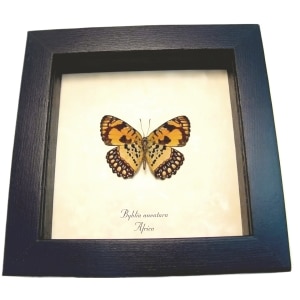 African Butterfly Common Joker Byblia anvatara verso Framed Taxidermy Display