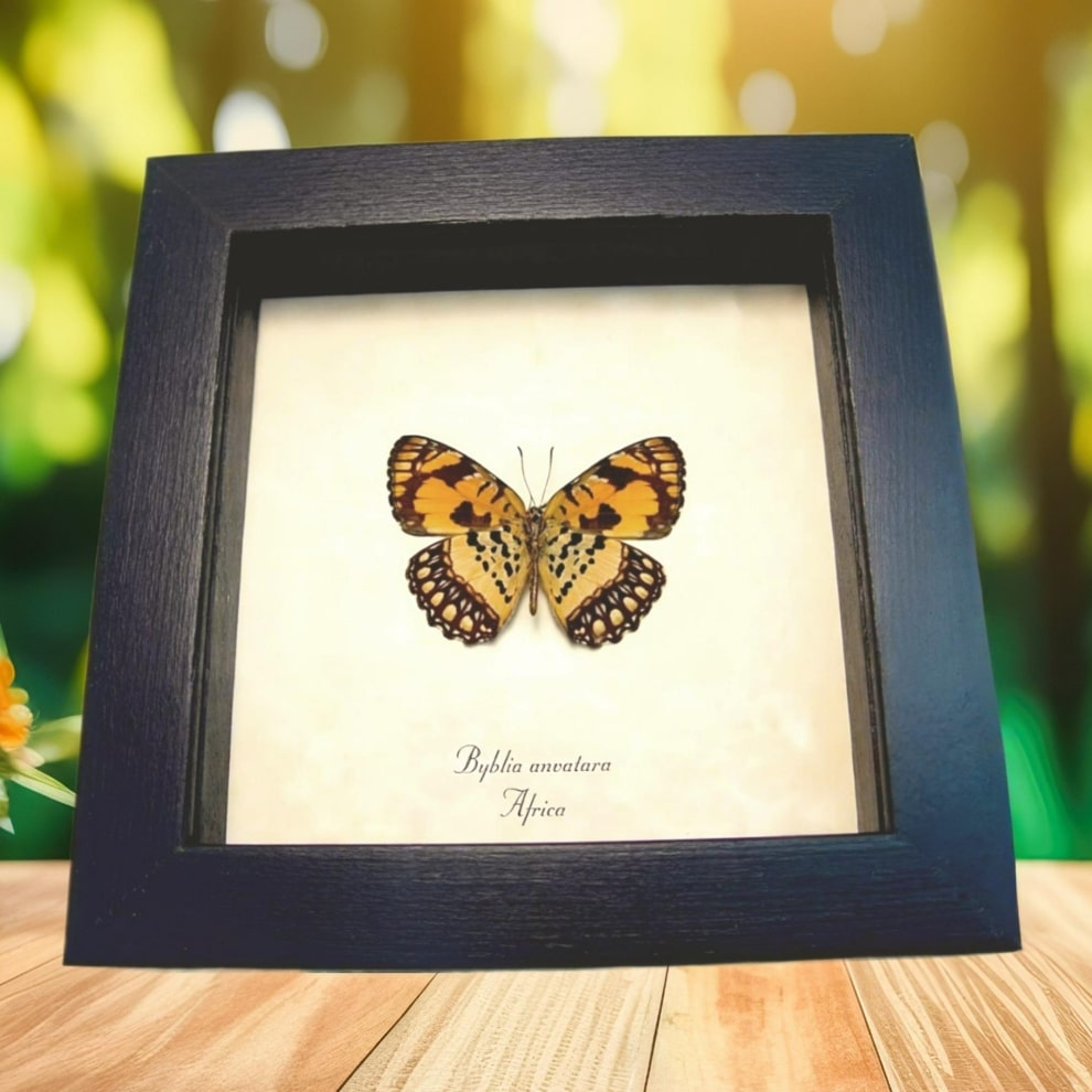 African Butterfly Common Joker Byblia anvatara verso Framed Taxidermy Display