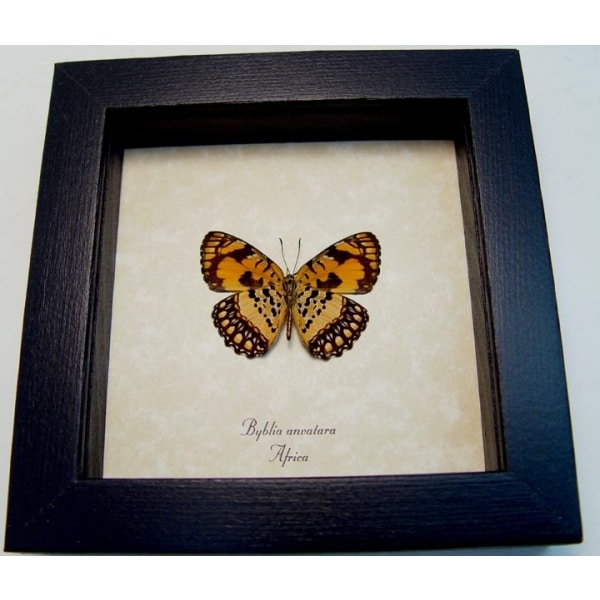 Byblia anvatara verso African Butterfly Common Joker Framed Taxidermy Display