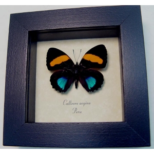 Callicore aegina Blue Orange Butterfly Framed Taxidermy Display