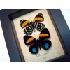 Callicore aegina pair Blue Orange Framed Butterfly Taxidermy Display