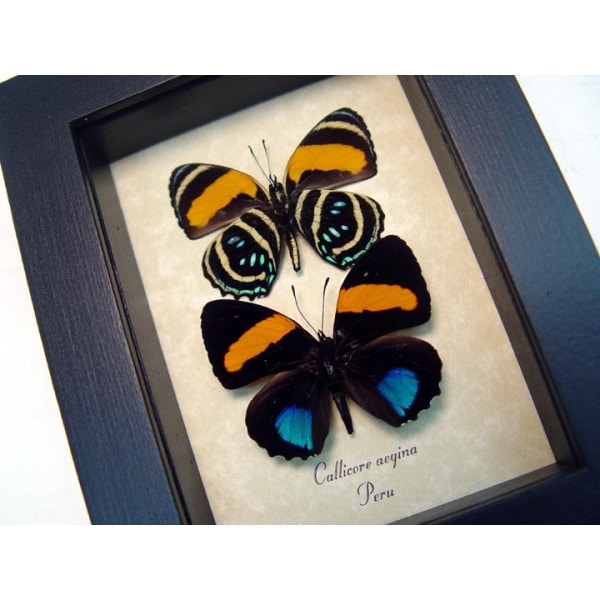 Callicore aegina pair Blue Orange Framed Butterfly Taxidermy Display
