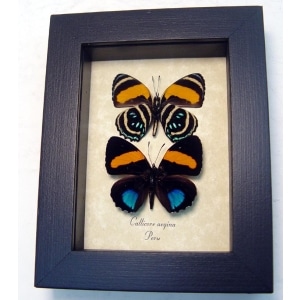 Callicore aegina pair Blue Orange Framed Butterfly Taxidermy Display