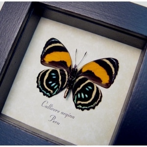 Callicore aegina Verso Blue Orange Butterfly Framed Taxidermy Display