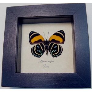 Callicore aegina Verso Blue Orange Butterfly Framed Taxidermy Display