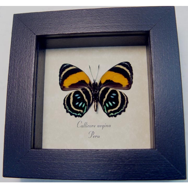 Callicore aegina Verso Blue Orange Butterfly Framed Taxidermy Display