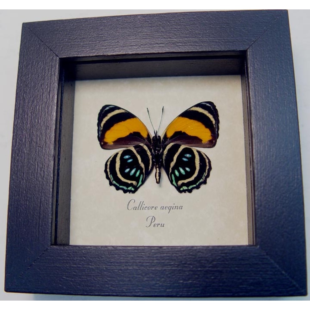 Callicore aegina Verso Blue Orange Butterfly Framed Taxidermy Display