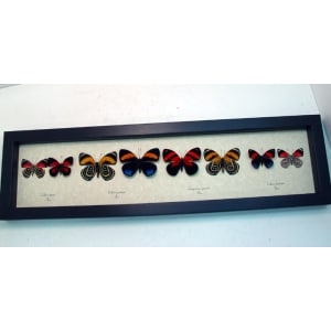 Callicore set Colorful Blue Orange Butterflies Framed Taxidermy Display