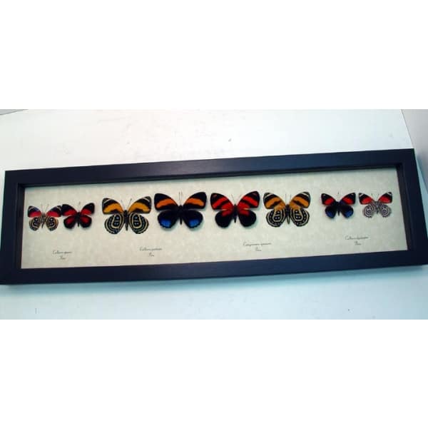 Callicore set Colorful Blue Orange Butterflies Framed Taxidermy Display