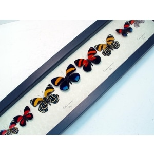 Callicore set Colorful Blue Orange Butterflies Framed Taxidermy Display