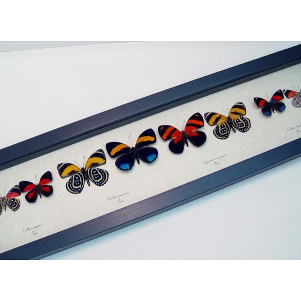 Callicore set Colorful Blue Orange Butterflies Framed Taxidermy Display