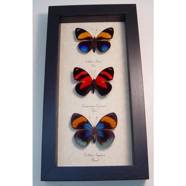 South American Butterfly Collection Framed Callicore Butterflies Taxidermy Display