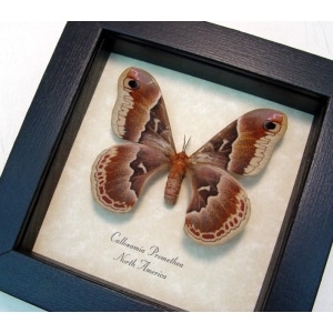 Callosamia promethea Female Silk Moth Framed Taxidermy Display