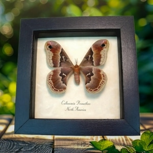 Framed Silk Moth Callosamia promethea Female Taxidermy Display