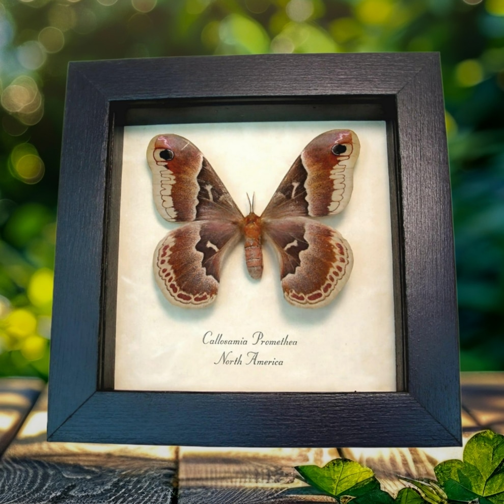 Framed Silk Moth Callosamia promethea Female Taxidermy Display