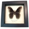 Framed Silk Moth Callosamia promethea Male Taxidermy Display