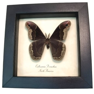 Framed Silk Moth Callosamia promethea Male Taxidermy Display