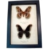 Framed Silk Moth Callosamia promethea Pair Framed Taxidermy Display