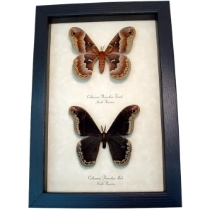 Framed Silk Moth Callosamia promethea Pair Framed Taxidermy Display