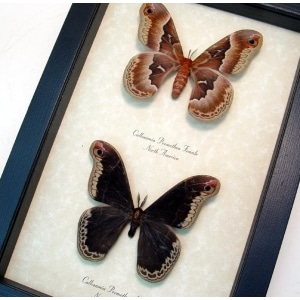Callosamia promethea Pair North American Silk Moth Framed Taxidermy Display