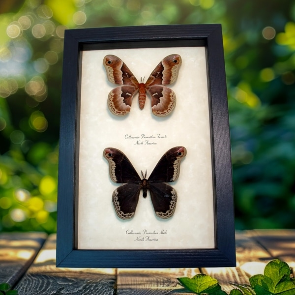 Framed Silk Moth Callosamia promethea Pair Framed Taxidermy Display Framed Silk Moth Callosamia promethea Pair Framed Taxidermy Display