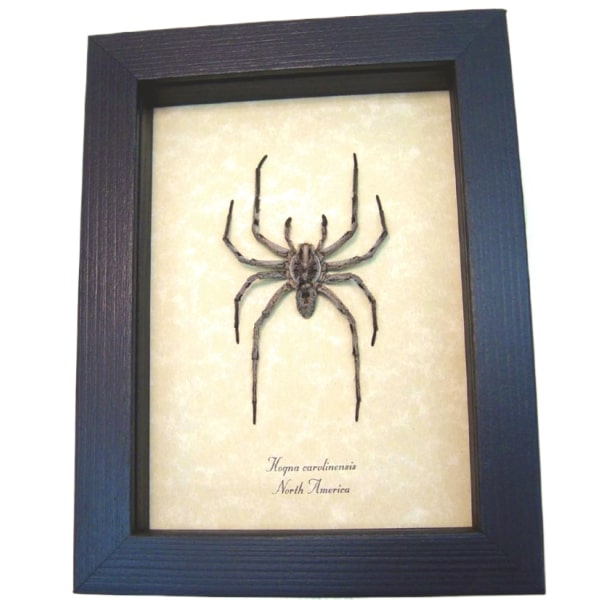 Real Framed Carolina Wolf Spider Hogna carolinensis Med Taxidermy Display