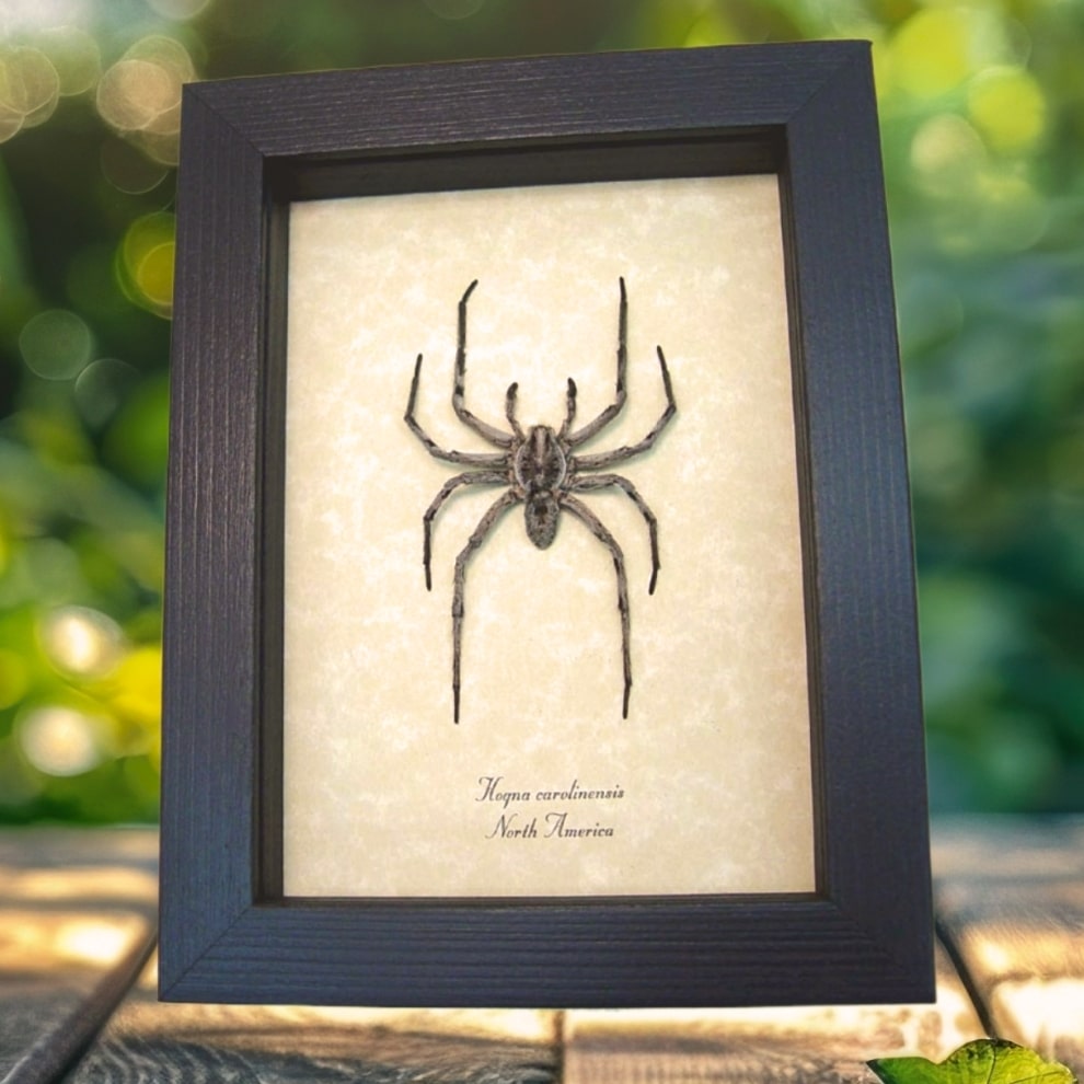 Real Framed Carolina Wolf Spider Hogna carolinensis Med Taxidermy Display Real Framed Carolina Wolf Spider Hogna carolinensis Med Taxidermy Display