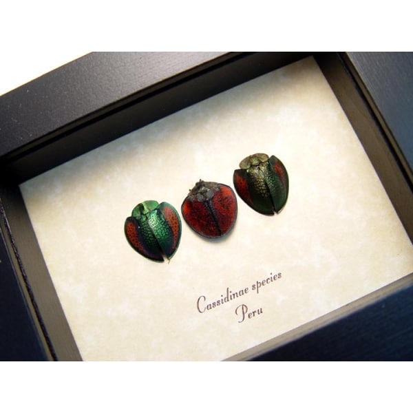 Cassidinae Collection Set Tortoiseshell Beetles