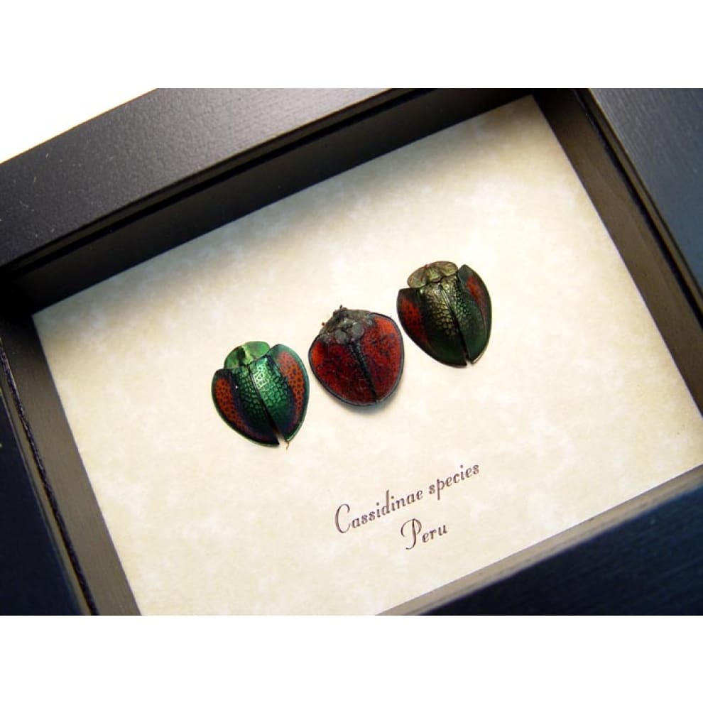 cassidinae-species-set-2.jpg Cassidinae Collection Set Tortoiseshell Beetles
