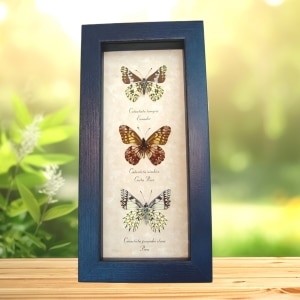 Dartwhite Butterfly Collection Catastica Butterflies Set Framed Taxidermy Display
