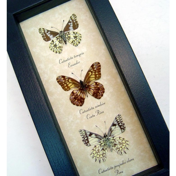 Catastica Set Dartwhite Butterfly Collection  Framed Butterflies Taxidermy Display