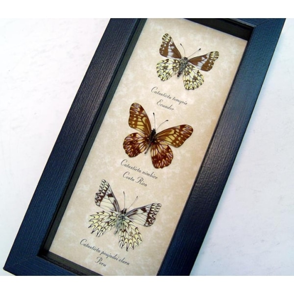 Catastica Set Dartwhite Butterfly Collection  Framed Butterflies Taxidermy Display