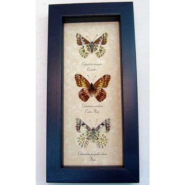 Catastica Set Dartwhite Butterfly Collection  Framed Butterflies Taxidermy Display