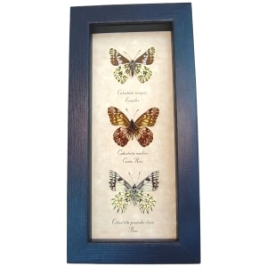 Dartwhite Butterfly Collection Catastica Butterflies Set Framed Taxidermy Display