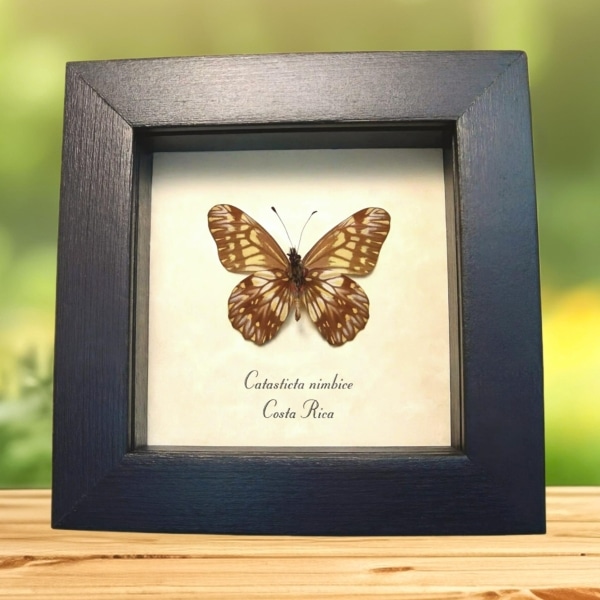 Framed Dartwhite Butterfly Catasticta nimbice Verso Taxidermy Display