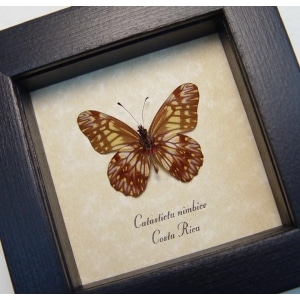 Catasticta nimbice Verso Dartwhite Butterfly Framed Taxidermy