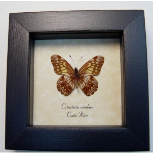 Catasticta nimbice Verso Dartwhite Butterfly Framed Taxidermy
