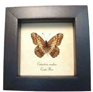 Framed Dartwhite Butterfly Catasticta nimbice Verso Taxidermy Display