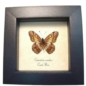 Framed Dartwhite Butterfly Catasticta nimbice Verso Taxidermy Display
