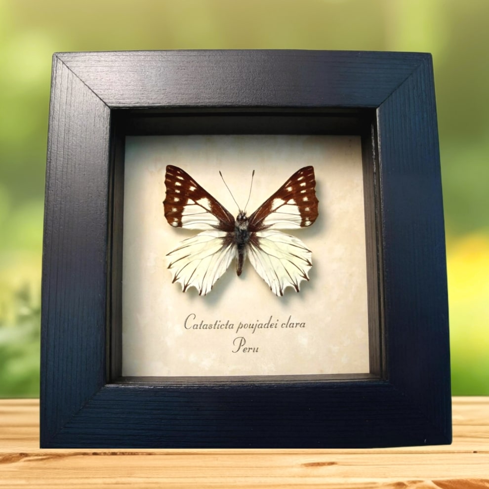 Framed Pinstripe Dartwhite Butterfly Catasticta poujadei clara Taxidermy Display