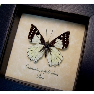 Catasticta poujadei clara Dartwhite